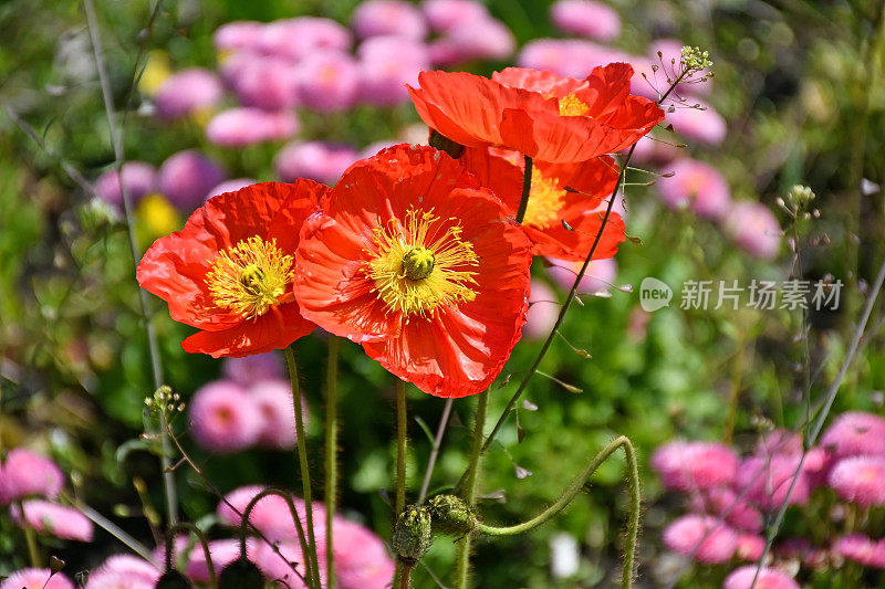 罂粟花和雏菊花在夏天