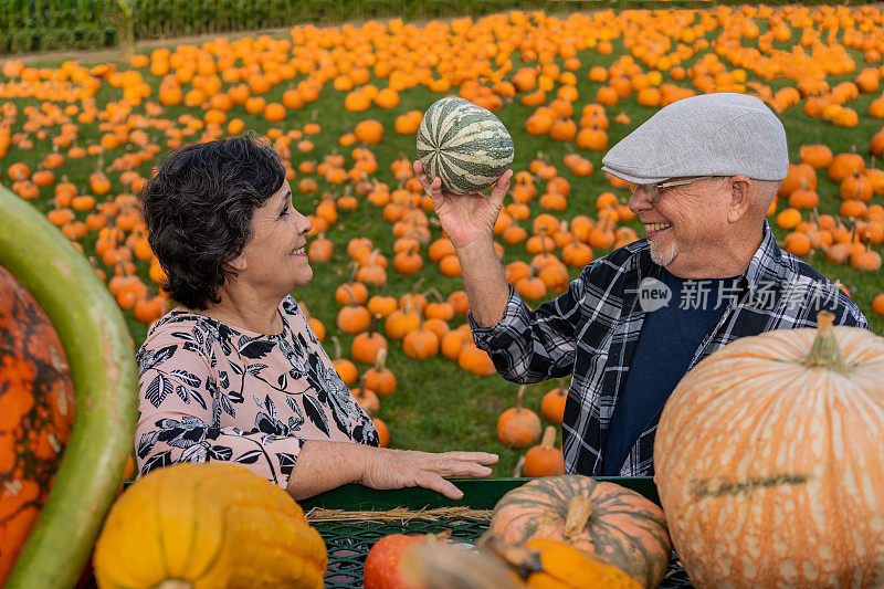 一对拉丁老年夫妇在秋天采摘南瓜