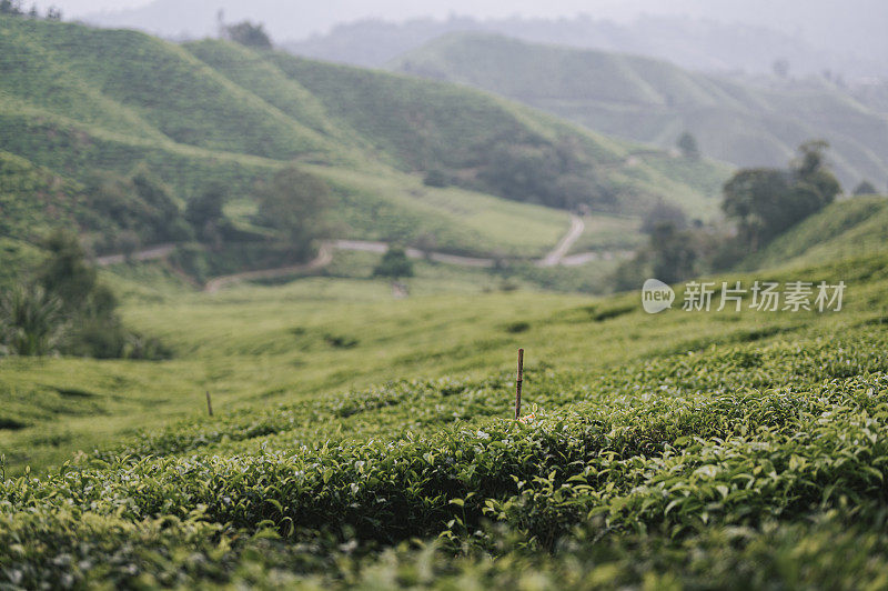 清晨在卡梅隆高地的茶园里种植茶树