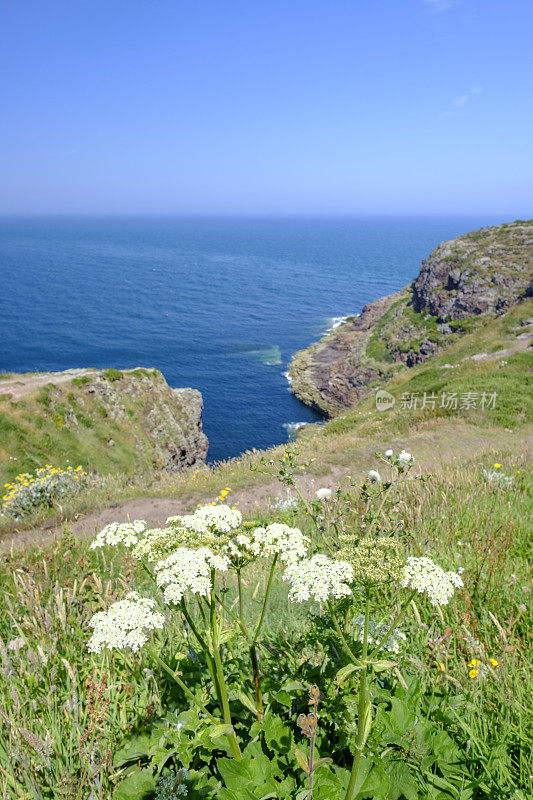 弗雷赫尔海角的悬崖上长满了石楠花和灯塔。布列塔尼，法国的夏天