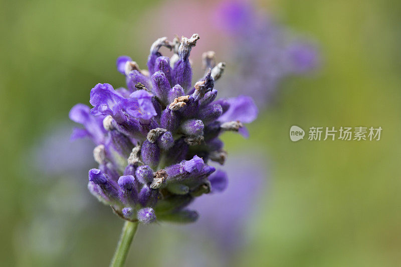 英国，夏天花园里的薰衣草花