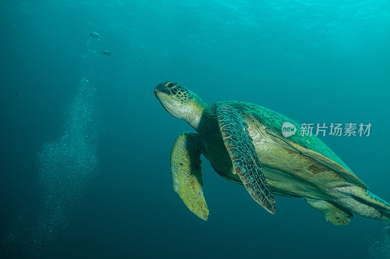 水下拍摄的绿海龟和玳瑁海龟