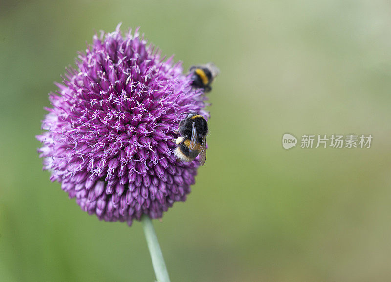 在散焦背景下，两只大黄蜂在一只葱中进食