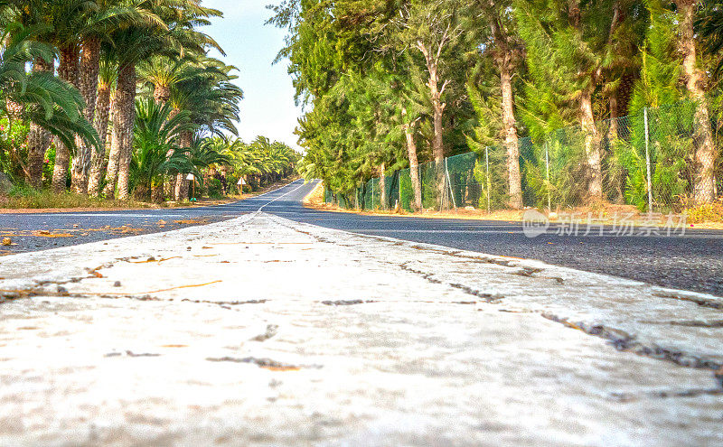fuerteventura乡村公路的左右两边都是棕榈树
