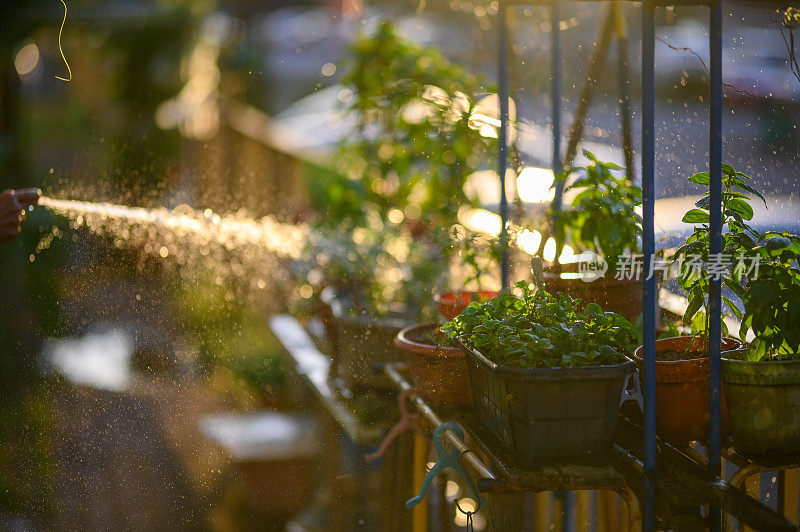 早晨户外活动给植物浇水