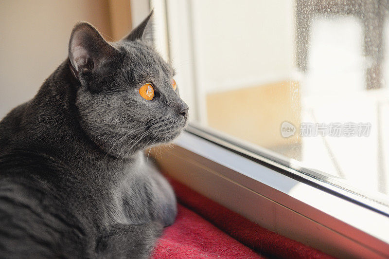 猫在看窗外
