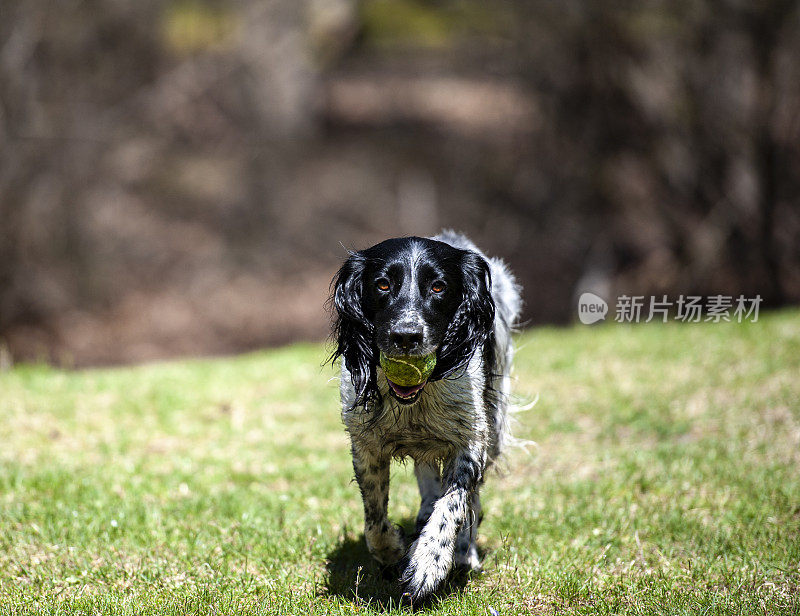 在野外饲养的英国可卡犬在玩网球