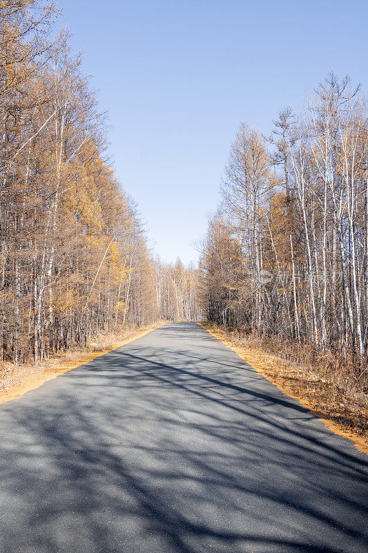 在秋天的蓝天下，一条两边都是美丽树木的路