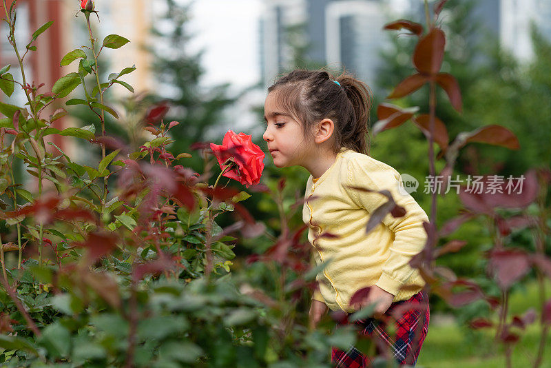 小女孩闻着那朵大红玫瑰在花园里盛开