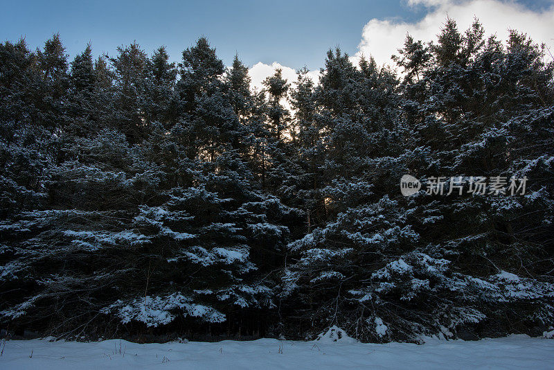 在加拿大安大略省，高松树在早晨的阳光下下了一场大雪