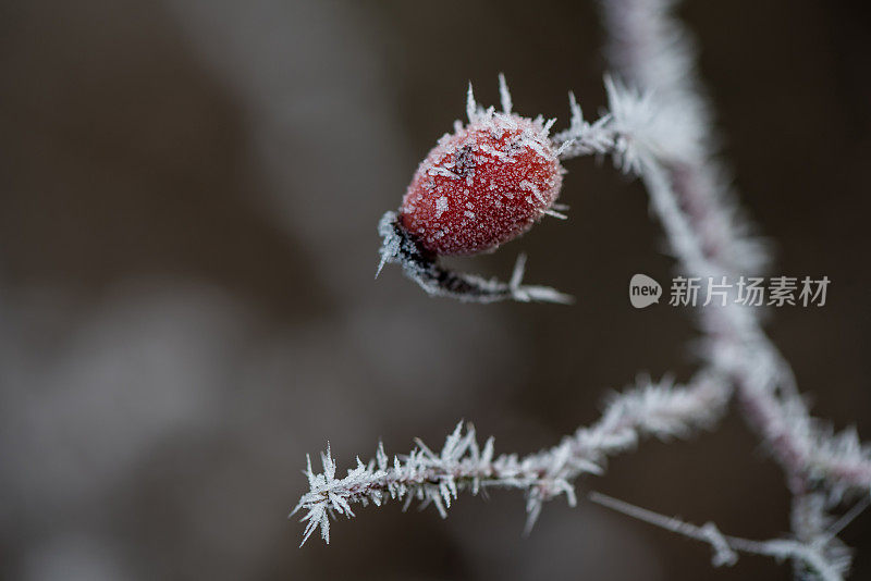 森林蔷薇果在冬季