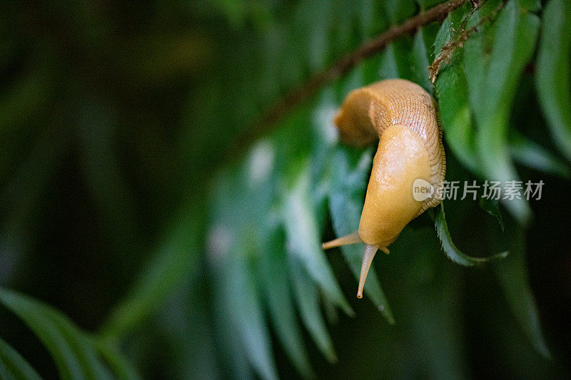 加州红木国家公园森林蕨类上的黄香蕉蛞蝓
