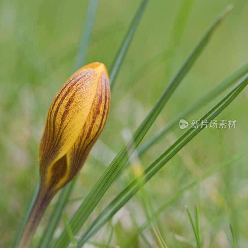 番红花，菊花，多萝西在春天开花