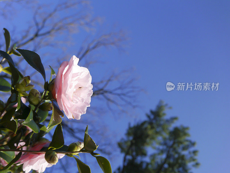 粉红色的日本山茶