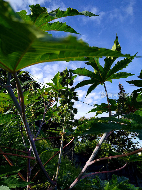 蓖麻种植园用于生产生物柴油