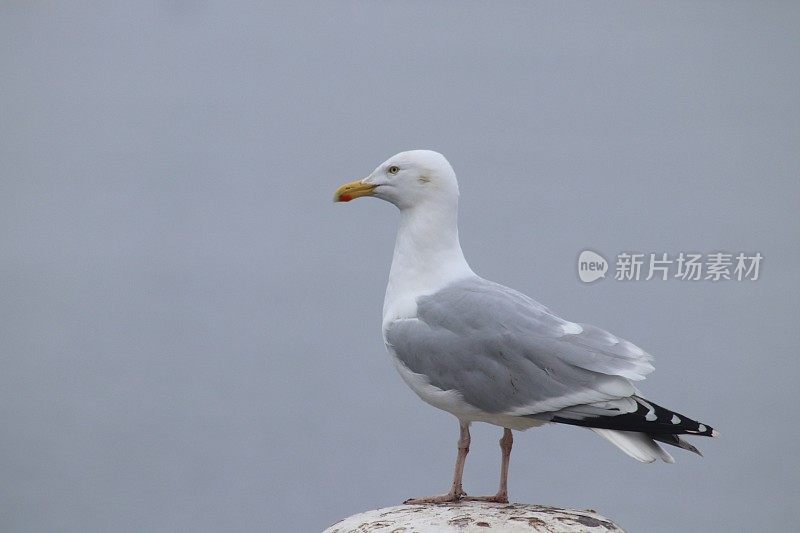 海鸥