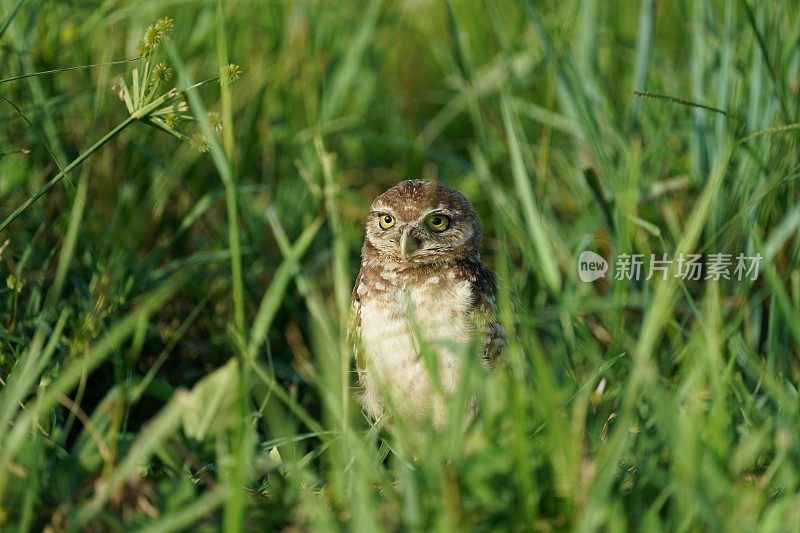 穴居猫头鹰