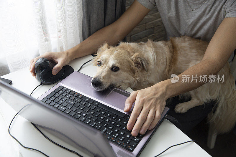 狗把嘴套在笔记本电脑上