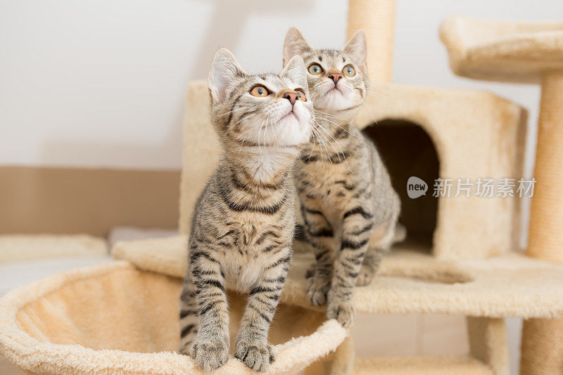 两只可爱的虎斑猫坐在猫塔上向上看