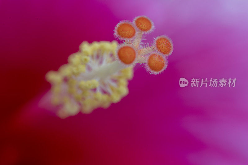 红色芙蓉花宏和细节