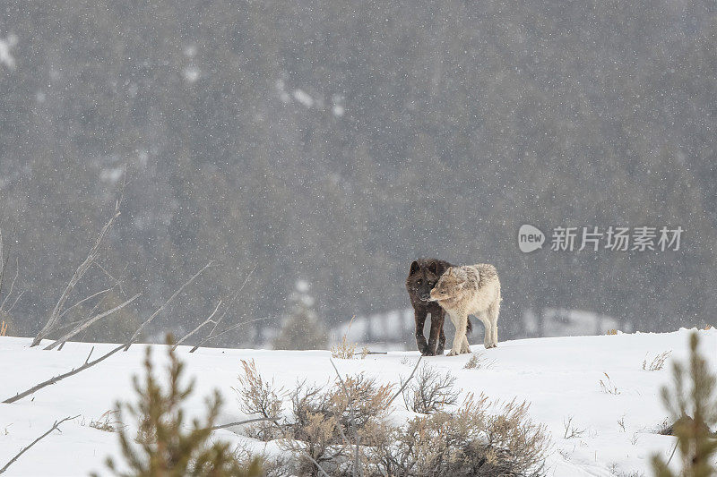 在黄石国家公园的雪地里，马鹿狼聚集在一起(接吻)