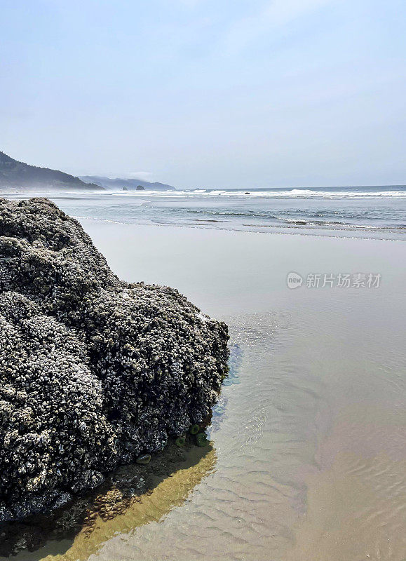 俄勒冈州坎农海滩海岸线上的潮汐池