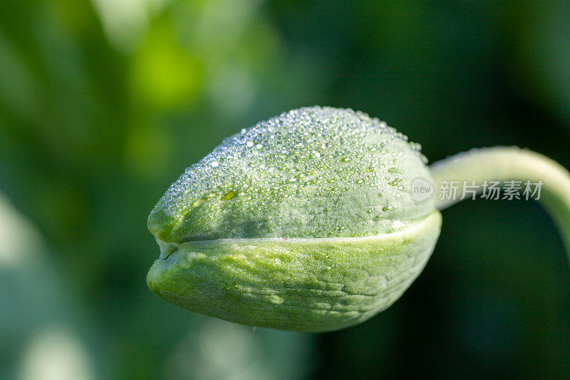 罂粟头在耕地的特写照片