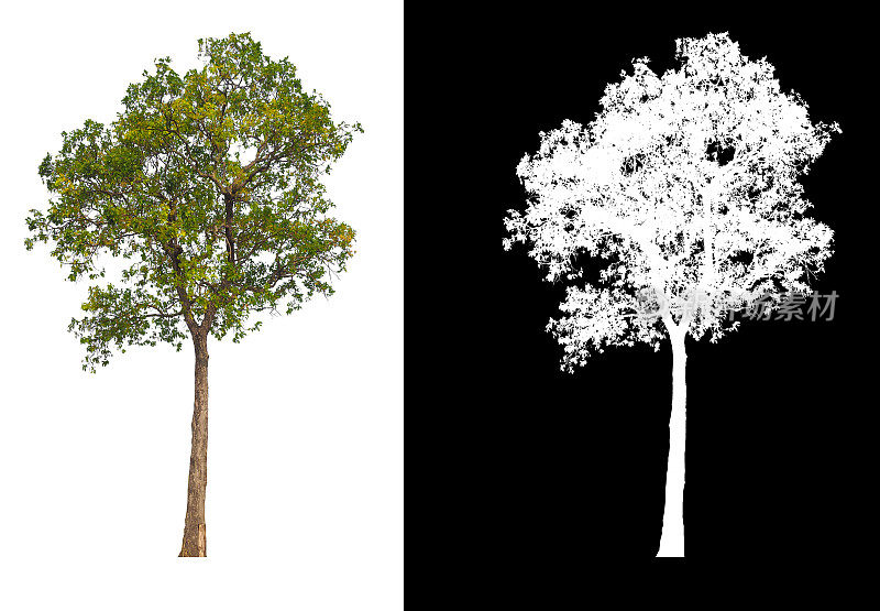 绿树孤立在白色背景上，用后期剪切原始背景和白色背景替换，便于选择内部的剪切路径