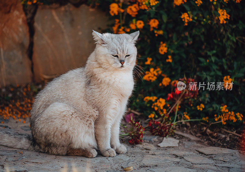 花园中的英国短毛猫