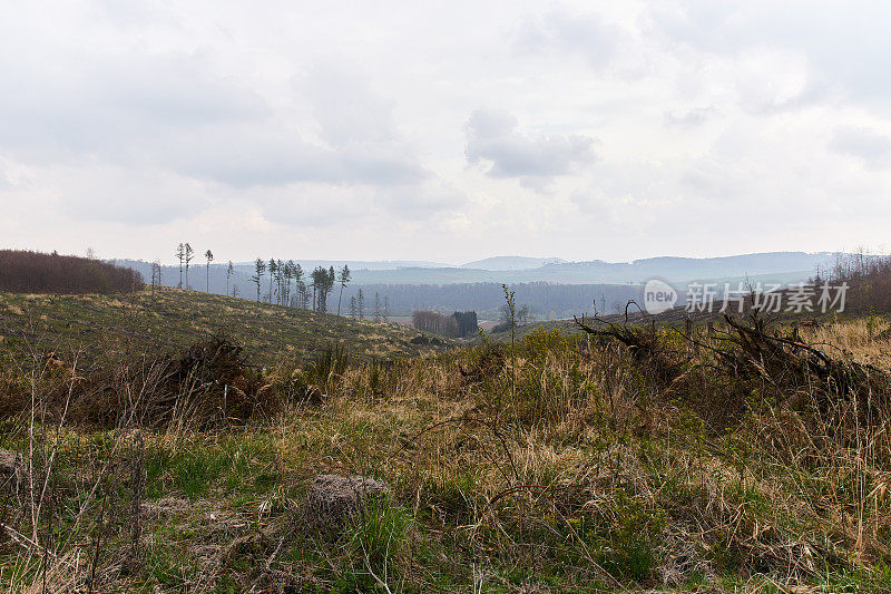 在德国森林的景观照片上可以清楚地看到树木死亡和气候变化的后果