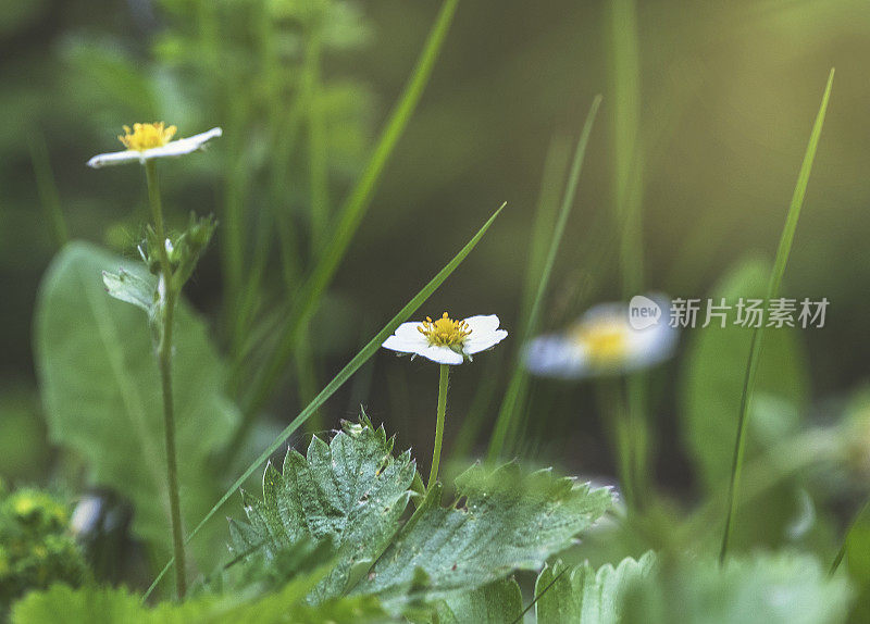 森林里盛开的野草莓。林中空地上的晨曦。特写镜头。