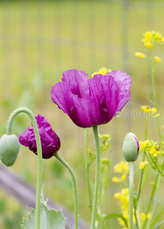 花园里的紫色罂粟花(罂粟科)-特写