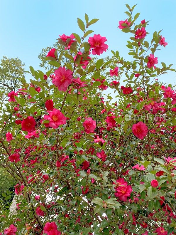 山茶花油茶花