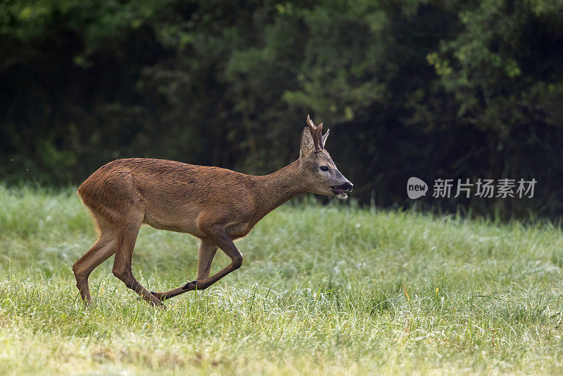 罗巴克公司运行