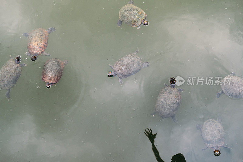 一只乌龟在池塘里游泳，一个人举起了手