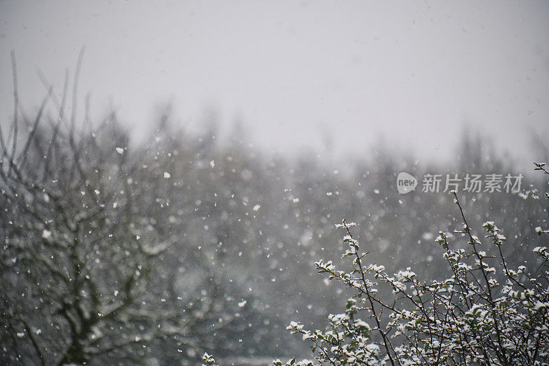 雪花落在灰色的天空和冬天的树枝上。