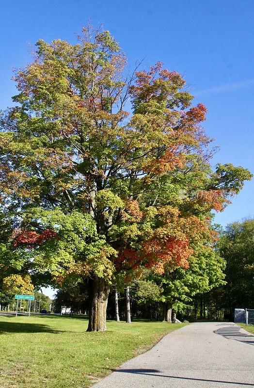 大枫树变成秋天的颜色