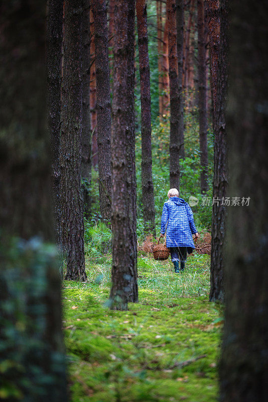 一个穿着雨衣拿着篮子在波兰森林里采蘑菇的女人