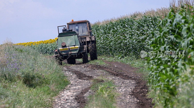 在收获前，农民用拖拉机检查耕地里的玉米。农业职业。