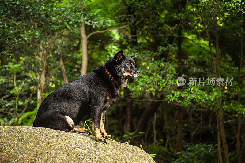 一只狗在森林里的一块大石头上