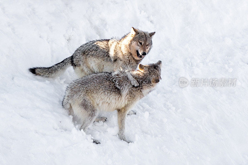 同一狼群的两只狼在玩耍或打架