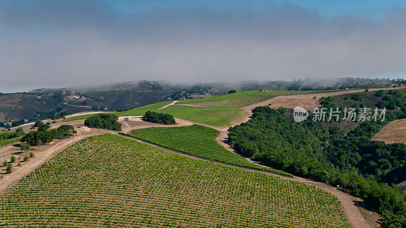 加州蒙特雷县卡梅尔山谷山坡上的葡萄园