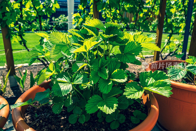 夏季开花的园林植物。