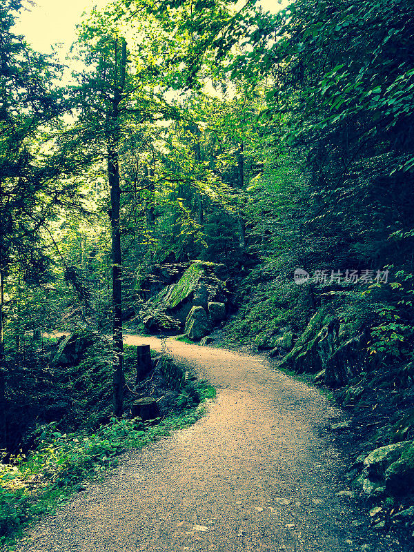 德国黑森林中的一条小路。