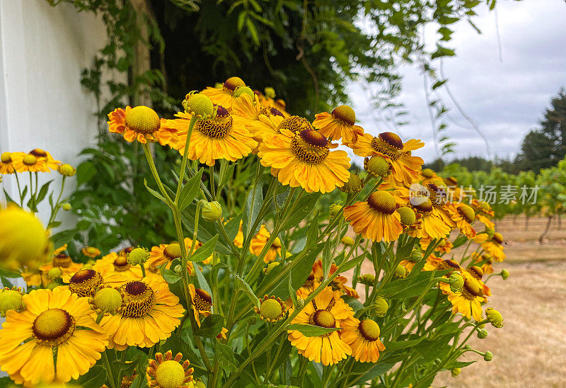 紫锥菊松果菊