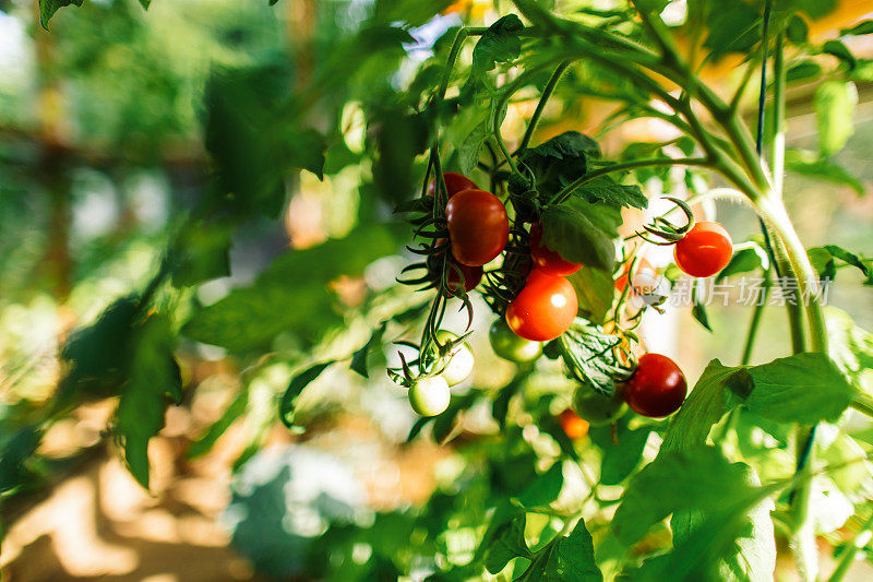 樱桃番茄在温室中的生长