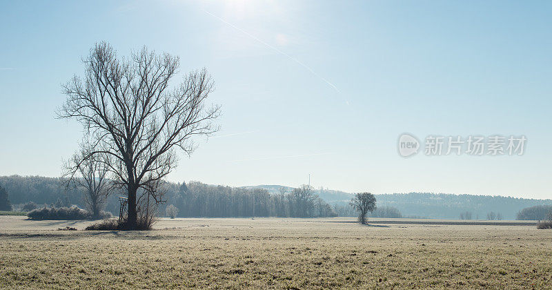 德国巴伐利亚州伯法恩巴赫的冬季景观，阳光下的树木和田野