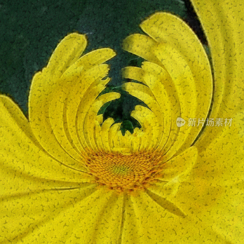创意特写微距摄影单发光黄色菊花在明亮的自然叶绿色背景