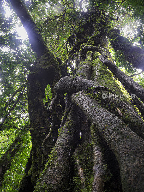 蒙特维达云林生物保护区树木的根和树干