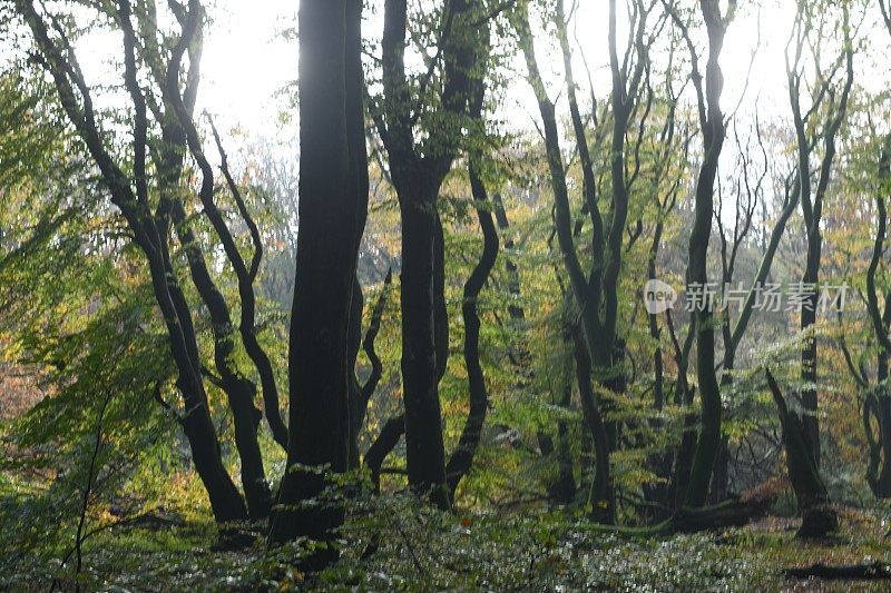 野生森林，树木，植物和花卉。这样的景观对自然、生物多样性和气候变化都有好处